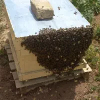 فروش کندو زنبور