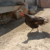 بوقلمون ماده یک‌ساله، درشت و سالم
