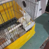 عروس هلندی نر وماده مولد به همراه تمام وسایل