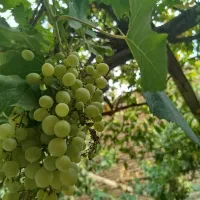 آبغوره.آبگوره|خوردنی و آشامیدنی|تبریز, |دیوار