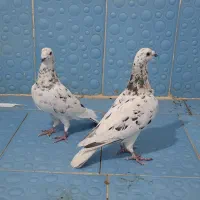 همه نر یک بوم