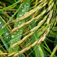 برنج هاشمی دره رود