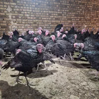 نمیچه بوقلمون یک ماه دوماه|حیوانات مزرعه|تهران, چیتگر جنوبی|دیوار