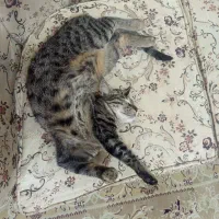 واگذاری رایگان گربه خانگی بازیگوش