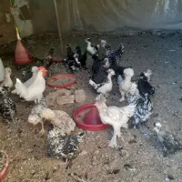 نیمچه پنچ ماهه سلطان|حیوانات مزرعه|زاویه, |دیوار