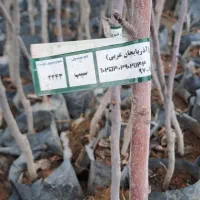 نهال سیب اصلاح شده وبذری درنهالستان قنبری