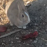 چند تا خرگوش بامزه