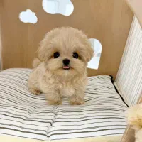 پودل، مالتیز،شیتزو|سگ|ارومیه, |دیوار