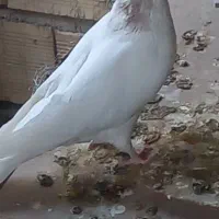 اراکی