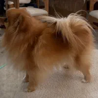 پامرانین عروسکی