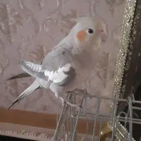 عروس هلندی نر
