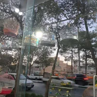 سهره قناری خاکی مست