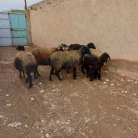 6راس میش جوان شالی آبستن یکیش زاییده|حیوانات مزرعه|قیدار, |دیوار