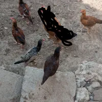 پنج عدد جوجه محلی