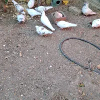 تعداد 9عددکبوتر فروشی است