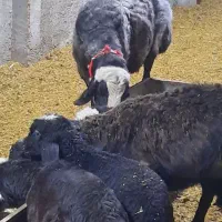 بره شیری یه ماهه و دو ماهه شال اصل ۱۲۰ کیلویی