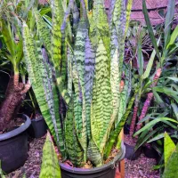 سانسوریا سبز شمشیری در اهواز پاداد|گل و گیاه طبیعی|اهواز, پادادشهر|دیوار