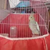 طوطی‌عروس|پرنده|رشت, حمیدیان|دیوار