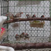 فنج خوشگل|حراج|خرم‌آباد, |دیوار