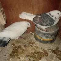 انگشتر فیروزه|جواهرات|ورامین, ورامین|دیوار