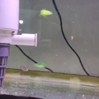 ماهی|ماهی|بومهن, |دیوار