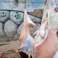 بره میش قوچ جهت قربانی