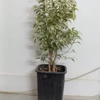 گل های اپارتمانی|گل و گیاه طبیعی|نیشابور, مبارکه|دیوار