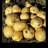 فروش سیب‌زمینی  ارگانیک  بدون کود سم|خوردنی و آشامیدنی|سجاس رود, |دیوار