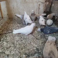 ۱۱ عدد‌کبوتر تهرانی