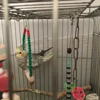 پرنده زینتی|پرنده|الیگودرز, |دیوار