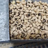 برنج نیم دانه ، لاشه،بلند دانه ایرانی هاشمی|خوردنی و آشامیدنی|مشگین شهر, |دیوار