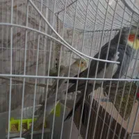 عروس هلندی نرو ماده جفت
