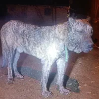 سگ افغان|سگ|سنگر, |دیوار