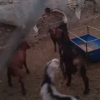 بزغاله نر فروشی