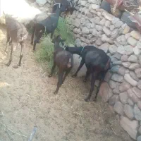 بز های مورسیا فروشی هستن|حیوانات مزرعه|نهبندان, |دیوار