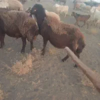 قوچ همو