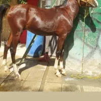 اسب پنج نشان عالی|اسب و تجهیزات اسب‌سواری|ملایر, |دیوار