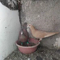 ۱۱ جفت آلمانی وحش اتم|پرنده|بیرجند, |دیوار