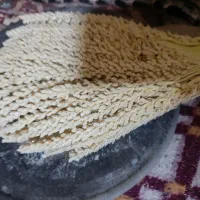 گرده نخل .تارونه