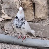 طوق|پرنده|چوار, |دیوار