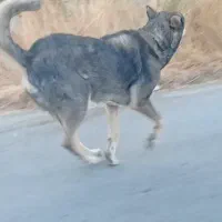 سگ نگهبان