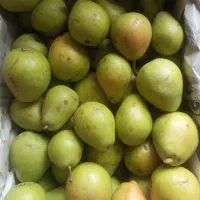 گلابی