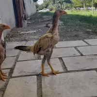 دوعدد جوجه لاری اوشامو دانگ بالا ۲ ماه