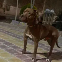 پیتبول نر جهت کشش