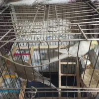 عروس هلندی|پرنده|نجف‌آباد, ولیعصر|دیوار