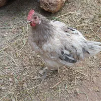 خروس گلین سوزنی لری اصیل|حیوانات مزرعه|شیراز, تل حسینآباد|دیوار