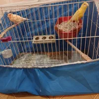 قناری نرماده|پرنده|چاروسا, |دیوار