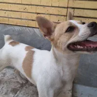 واگذاری جک راسل