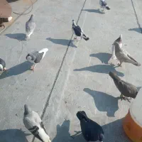 یک دسته کفتر برای یک بوم|پرنده|الوند, |دیوار