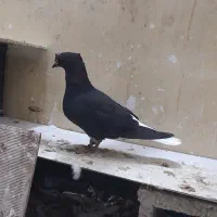 شیخ بحرینی ، اشعل|پرنده|بندر ماهشهر, |دیوار